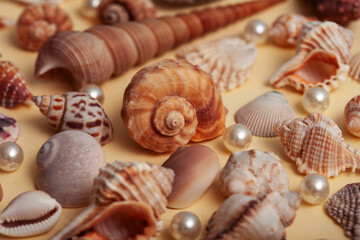 a lot of different empty sea shells on yellow background, macro details