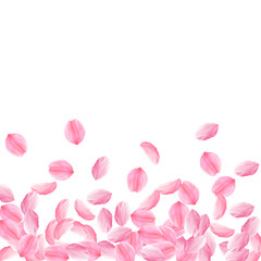 Sakura petals falling down. Romantic pink bright big flowers. Thick flying cherry petals. Scatter bo