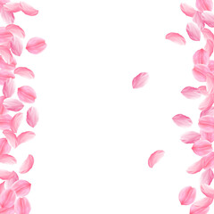 Sakura petals falling down. Romantic pink bright big flowers. Thick flying cherry petals. Messy bord