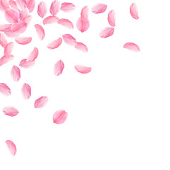 Sakura petals falling down. Romantic pink bright big flowers. Thick flying cherry petals. Scattered