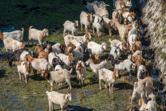 Goats Eating Grass, San Francisco, California, USA.