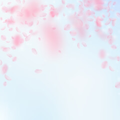 Sakura petals falling down. Romantic pink flowers falling rain. Flying petals on blue sky square bac