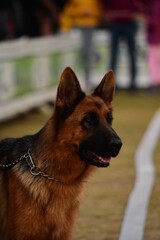 German Shepherd in a dog show