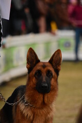 German Shepherd in a dog show