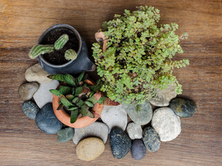 Small clay pots with succulents, cactus and pebbles on wooden table.