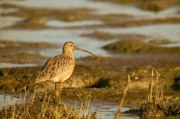 Palo Alto Baylands Nature Preserve, California, USA. Long-billed curlew walking in a tidal mudflat.