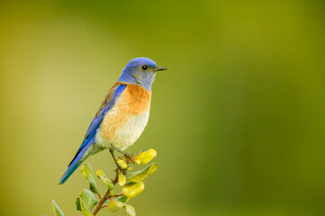 Obraz premium San Simeon, California, USA. Male western bluebird sitting on the top of a tree.