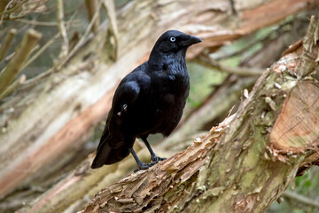 this is a side view of an Australian raven