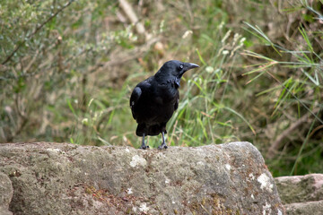 the Australian raven is a black bird