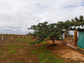 vineyard in region country