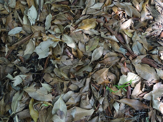 Forest or Bushland Floor