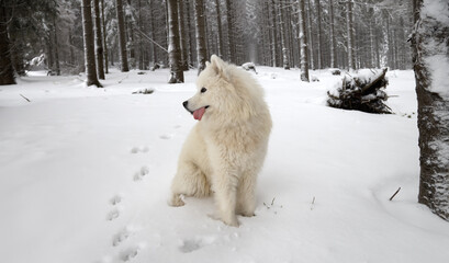 Samoyed dog sitting in the winter forest