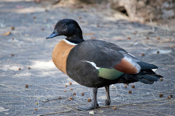 this is a male Australian shelduck standing on a path