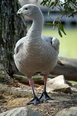 the cape barren goose has just come out of the water
