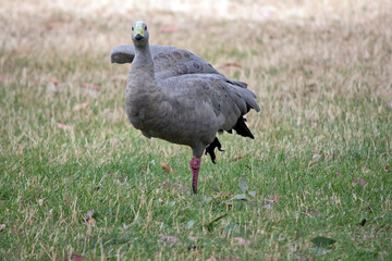 the cape barren goose is spreading its wings