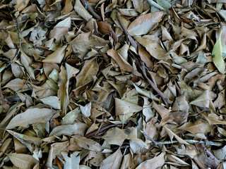 Forest or Bushland Floor