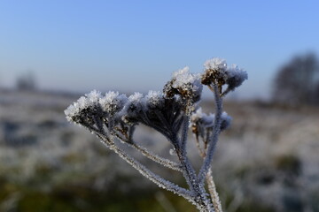 frost on a wild flower