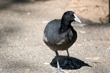the coot is walking along the path