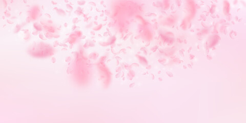 Sakura petals falling down. Romantic pink flowers semicircle. Flying petals on pink wide background.