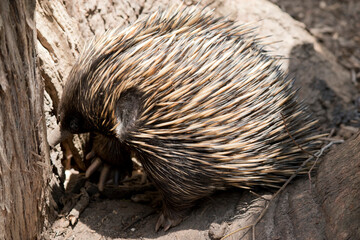 the Australian echidna is looking for ants in the tree