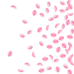Sakura petals falling down. Romantic pink silky medium flowers. Sparse flying cherry petals. Right g