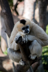 the  female white cheeked gibbon is up a tree