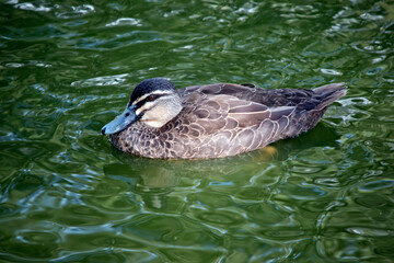 the pacific black duck is swimming in the lake