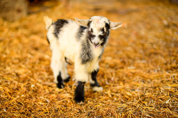 Black and white color baby goat standing on straw bedding in an indoor animal pen