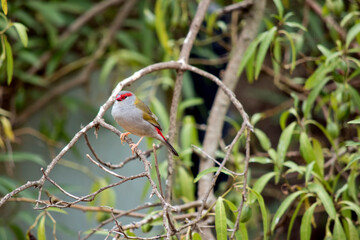 the red browed finch is perched in a bush