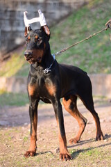 Portrait of a doberman