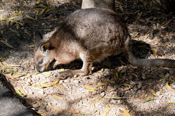 Naklejka premium this is a side view of a tammar wallaby eating leaves