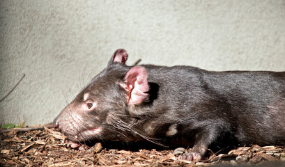 this is a side vie of a tasmanian devil