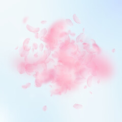 Sakura petals falling down. Romantic pink flowers explosion. Flying petals on blue sky square backgr