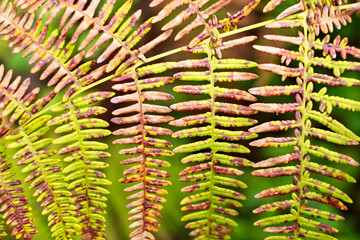 Detail of a green and brown leaf of a fern, central portion with symmetrical design.