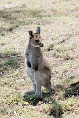 this is a male joey western grey kangaroo