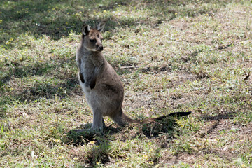 this is a male joey western grey kangaroo