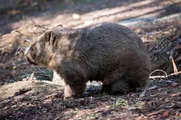 this is a side view of a common wombat