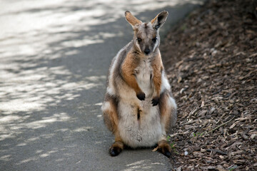 the yellow footed rock wallaby is standing on its hind legs