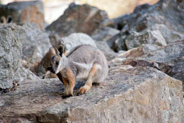 the yellow footed rock wallaby is standing on rocks