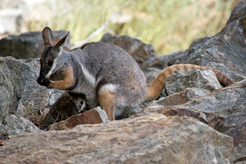 Naklejka na ściany i meble the yellow footed rock wallaby has a joey in her pouch