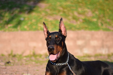Close up of a Doberman