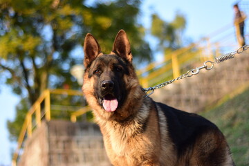 german shepherd dog