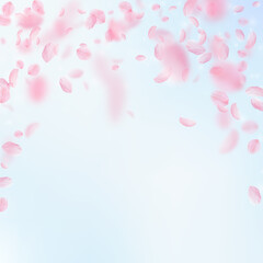 Sakura petals falling down. Romantic pink flowers falling rain. Flying petals on blue sky square bac