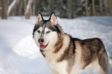 Siberian Husky close-up, portrait in the snow. A husky with multicolored eyes . Love for pets