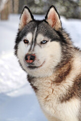 Siberian Husky close-up, portrait in the snow. A husky with multicolored eyes . Love for pets