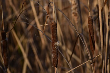 reed plant with dry leaves in background