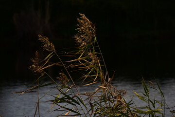 common reed with pond in the background
