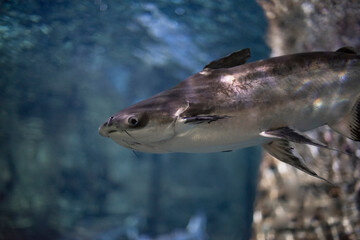 portrait of fish / Shark catfish pangasius sutchi swims in the water in search of prey / fish underwater 