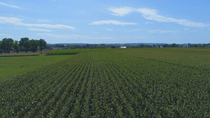 Aerial View of Rows of Green Vegetable Fields on a Sunny Summer Day