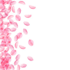 Sakura petals falling down. Romantic pink silky big flowers. Thick flying cherry petals. Scatter lef
